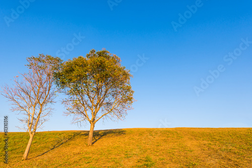 tree on hill with blue sky