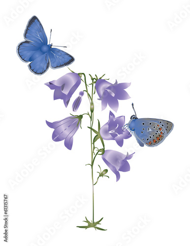 Blue butterfly