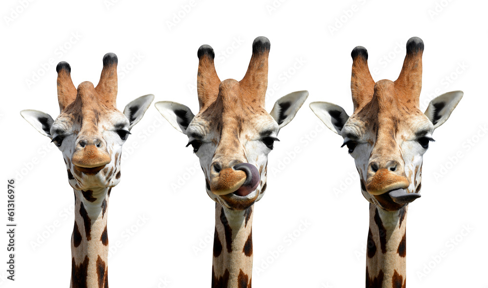 Fototapeta premium giraffes isolated