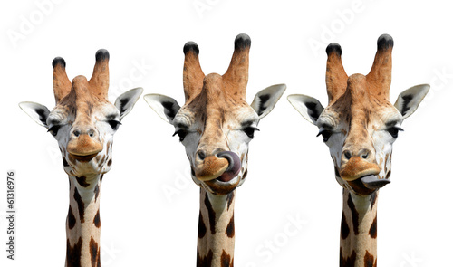 Photography giraffes isolated
