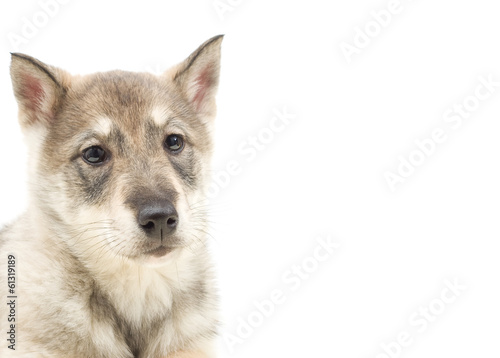 husky isolated on white background