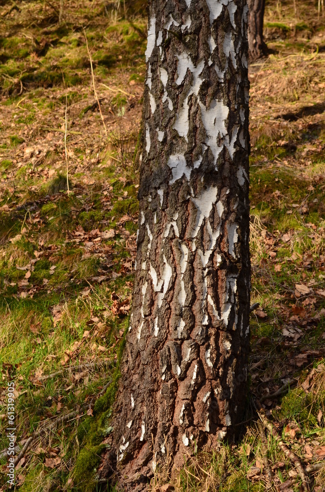 Obraz premium Baumstamm - Detail