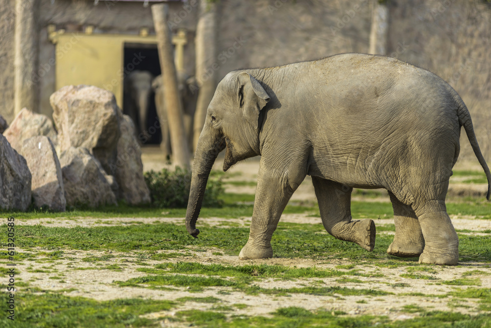 Fototapeta premium Elephant Family