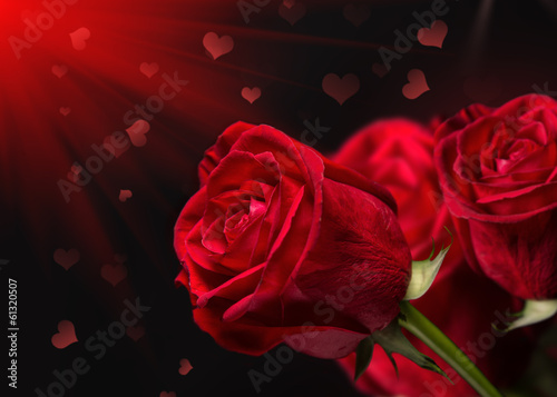 Red roses on a dark background.