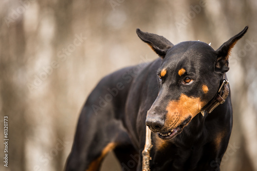 Cuadro en lienzo doberman dog