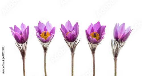Spring anemone flowers isolated on white background