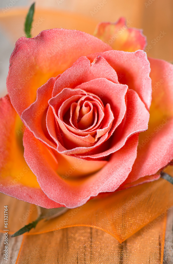 Fototapeta premium Gefrorene Rose