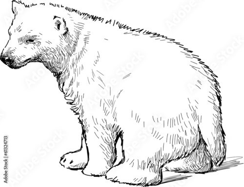 white bear cub