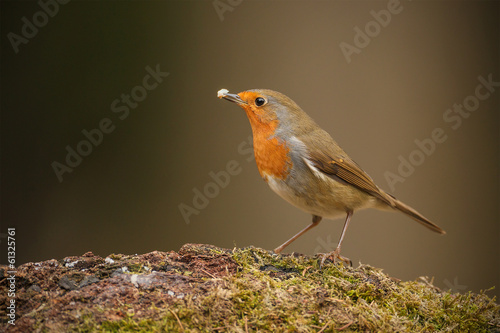 Forest robin with fat