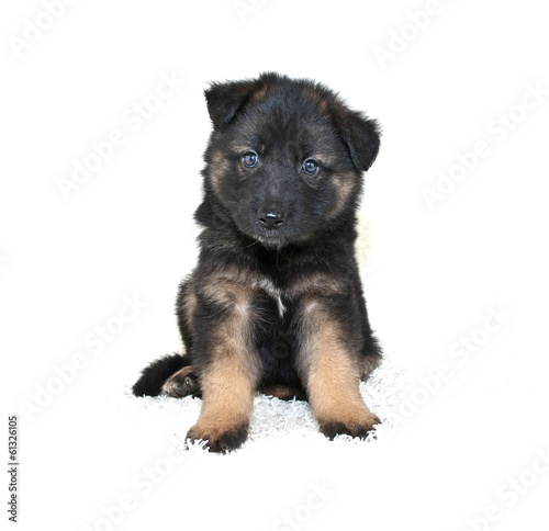 German Shepherd Puppy © jstaley4011