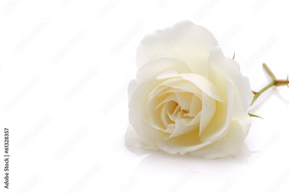 Rose blanche Rose blanche
