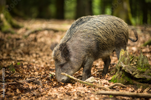 Wild boar (Sus scrofa)