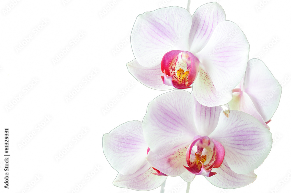 Closeup of a Phalaenopsis blossom - obrazy, fototapety, plakaty 