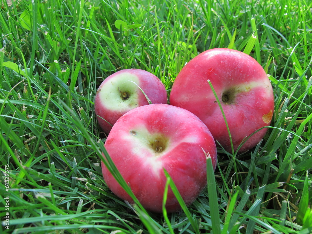Ripe apples laying on the lawn grass in the sunny autumn garden Ripe apples laying on the lawn grass in the sunny autumn garden