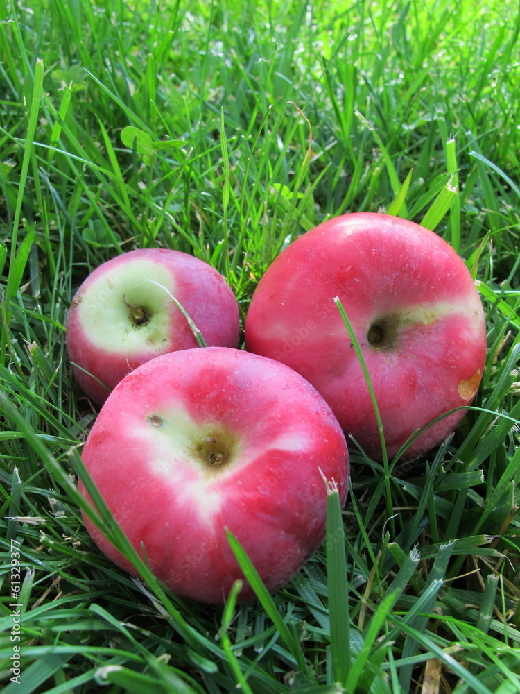 Ripe apples laying on the lawn grass in the sunny autumn garden Ripe apples laying on the lawn grass in the sunny autumn garden