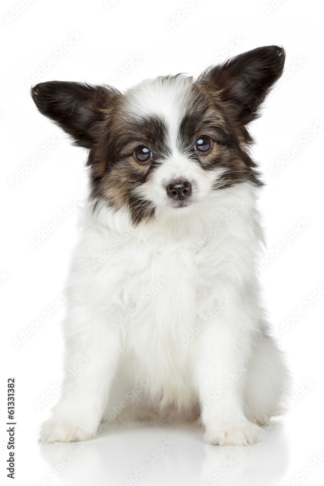 Papillon (continental toy spaniel) puppy Papillon (continental toy spaniel) puppy