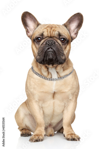 Fototapeta Naklejka Na Ścianę i Meble -  French bulldog