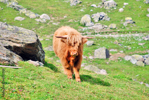 Schottisches Hochlandrind im schweizer Bergland photo