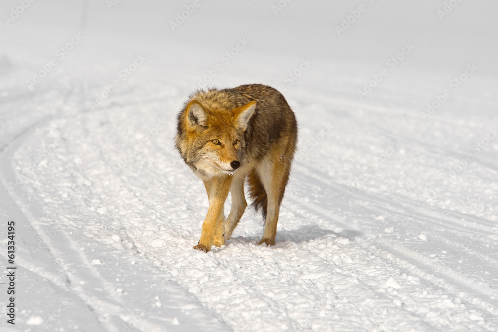 Naklejka premium coyote looks for trouble