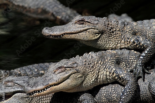 American Alligators Basking in The Sun © Steve Byland