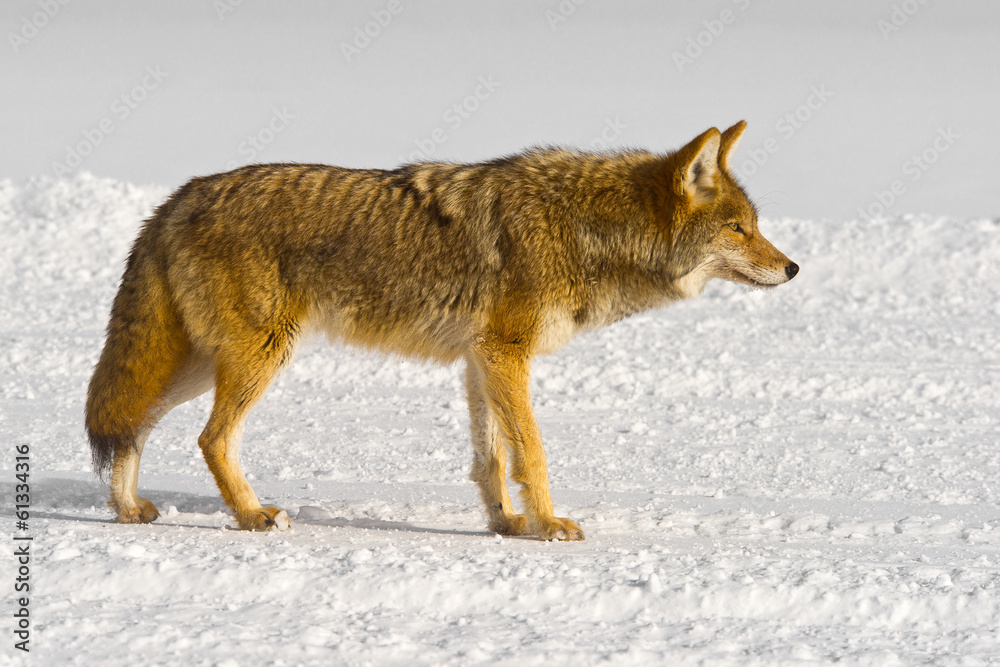 Fototapeta premium Coyote stares in profile with winter coat