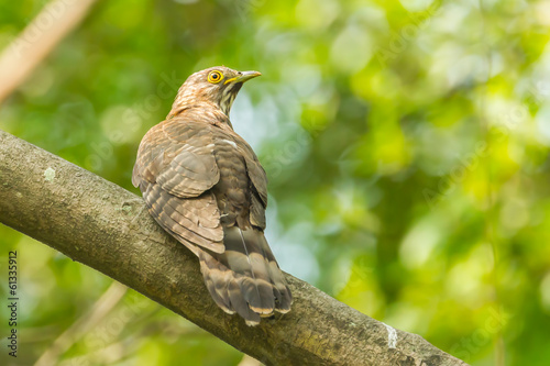 Large Hawk Cuckoo (Hierococcyx sparverioides) photo