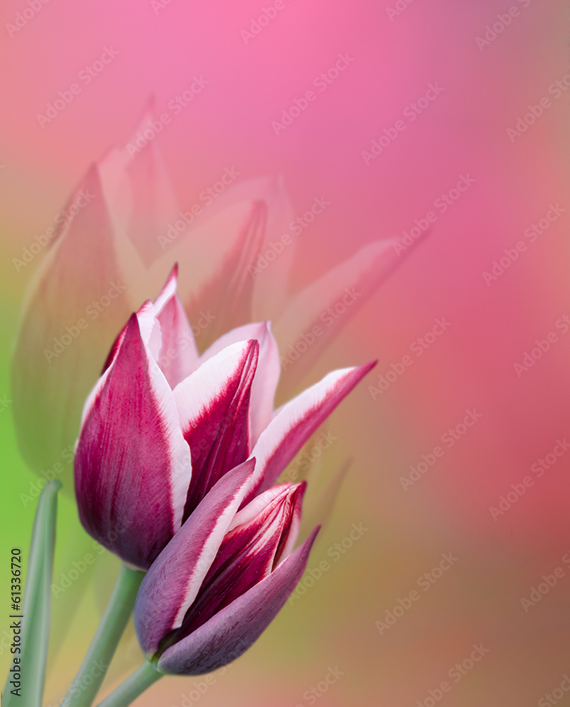 blooming tulips over natural background in pink-green color