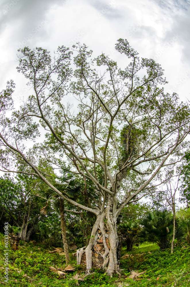Obraz premium fig tree.