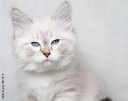 neva masquerade kitten of siberian breed at two months