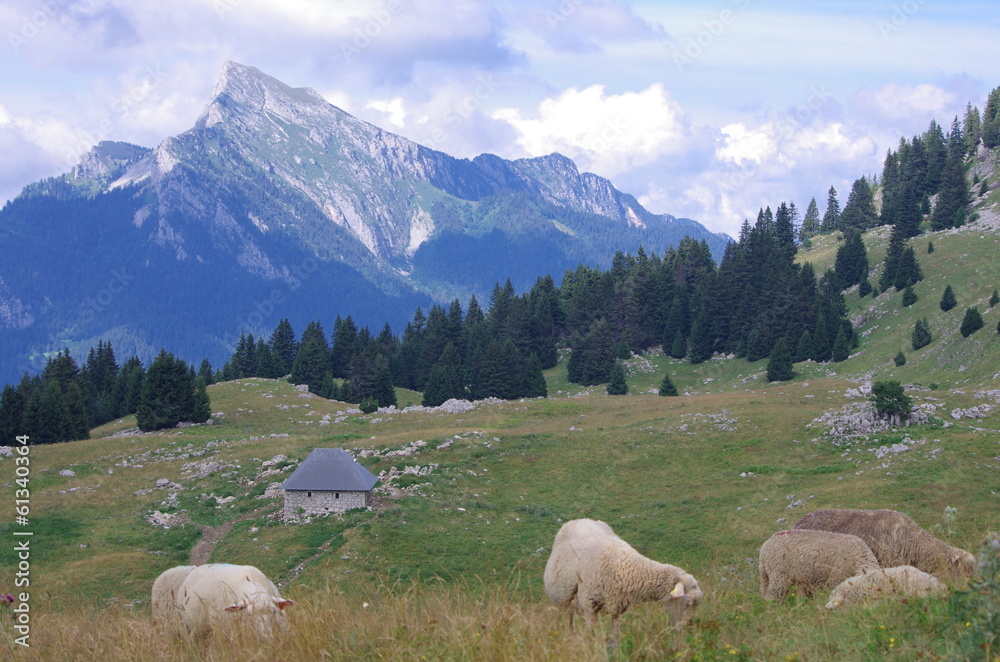 Fototapeta premium moutons à l'alpage - chartreuse