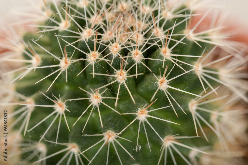 Quills and prickly cactus spines Quills and prickly cactus spines