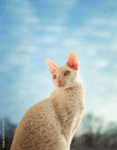 Obraz na plátně Cornish Rex cat looking left
