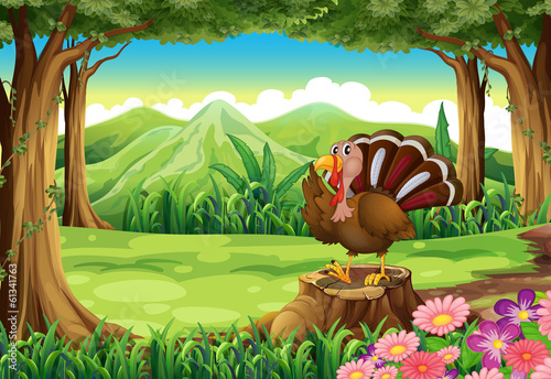 A turkey at the forest