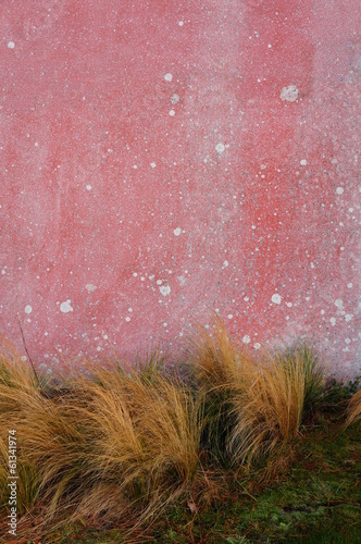 Hintergrund Wand in altrosa mit Flechten photo