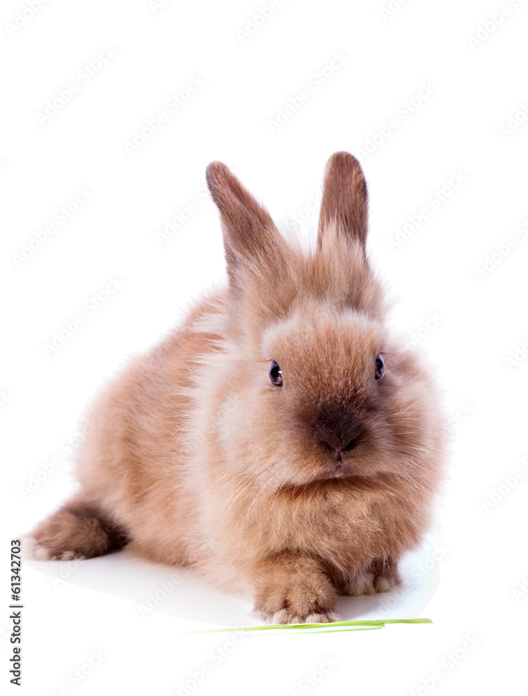 orange rabbit orange rabbit