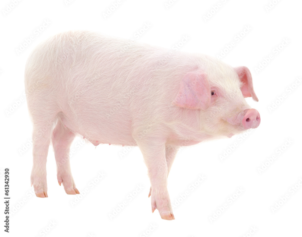 Pig on white Pig on white