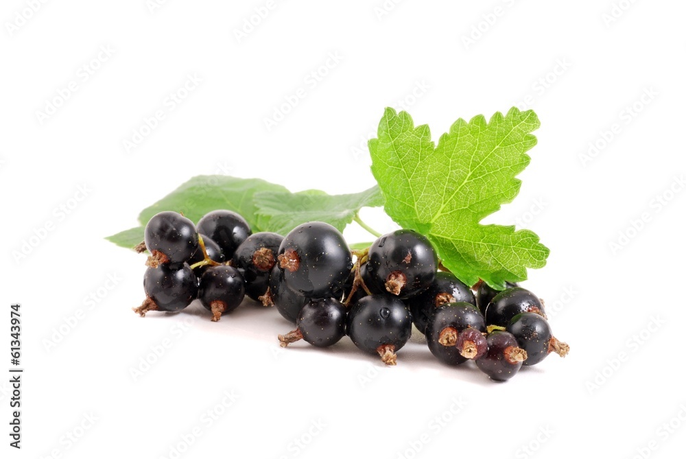 Johannisbeere StockFoto Adobe Stock