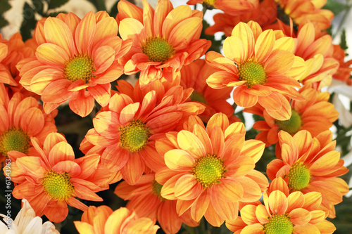 Gerbera flowers in the garden