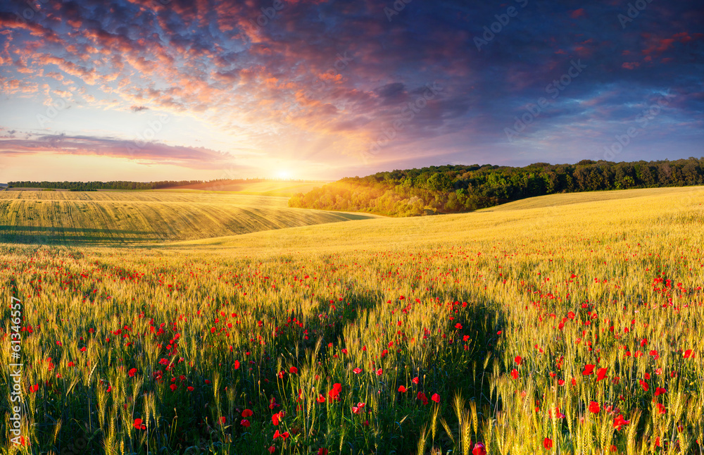 Colorful summer landscape on the meadow of wheat and poppies