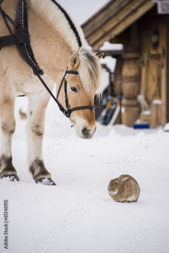 Horse and rabbit