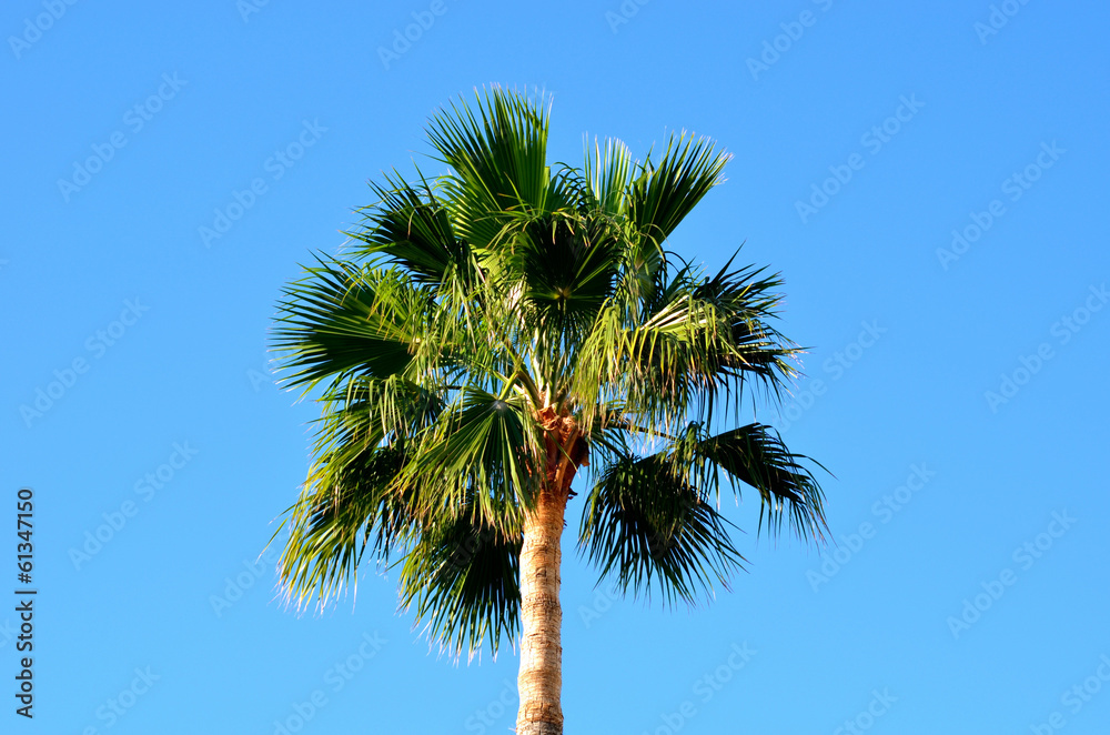palm tree palm tree