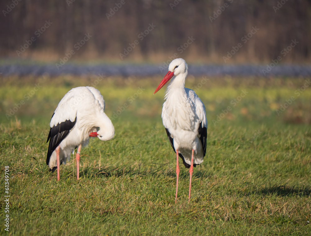 Stork in late summer Stork in late summer