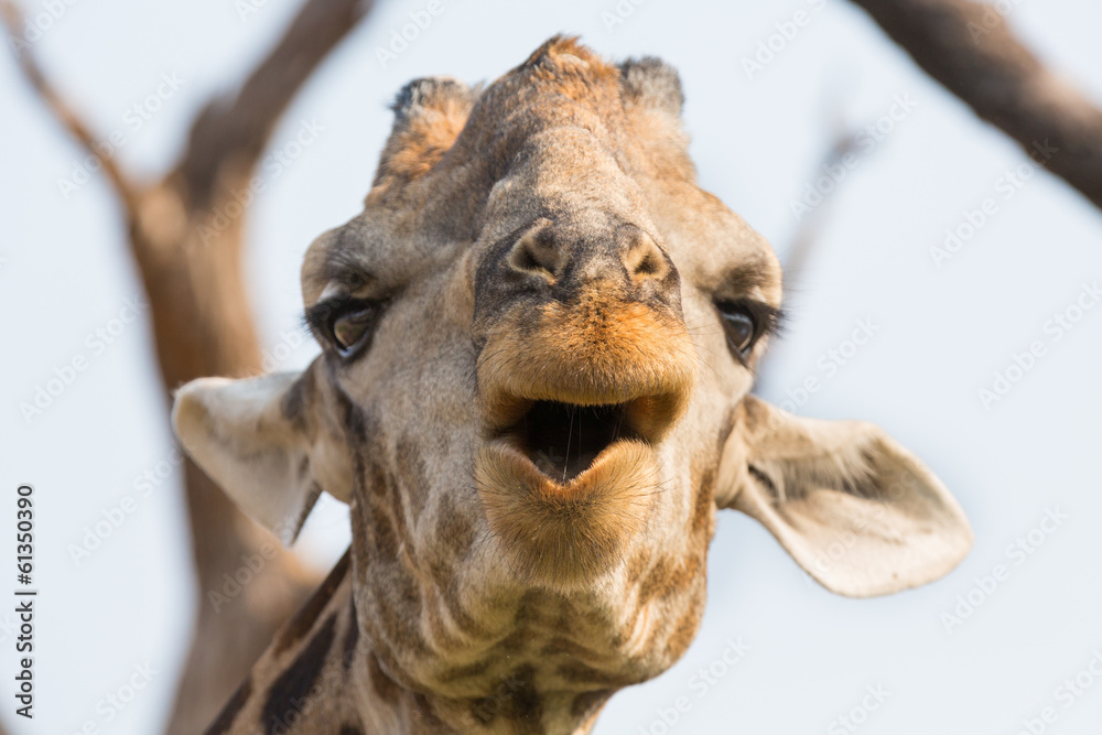 Fototapeta premium Giraffe in Namib