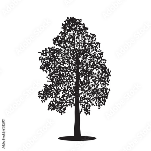 silhouette detached tree birch with leaves  vector illustrations