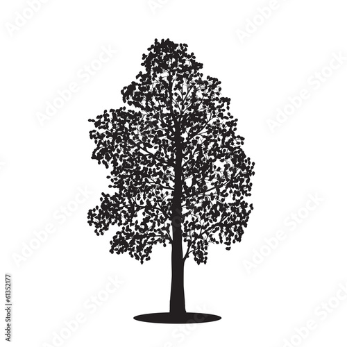 silhouette detached tree birch with leaves, vector illustrations