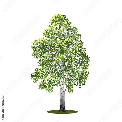 detached tree birch with leaves, vector illustrations