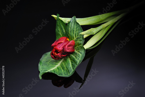 Red tulip on a black background