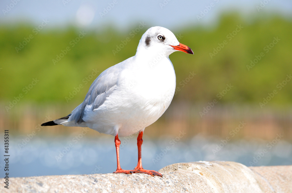 Naklejka premium A beautiful white bird - brown headed gull