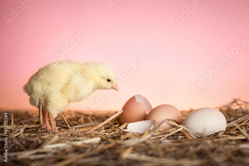 Fotografia, Obraz Close up of baby chicken in straw