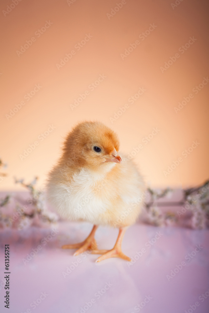 Obraz premium Descendant chicken during the springtime